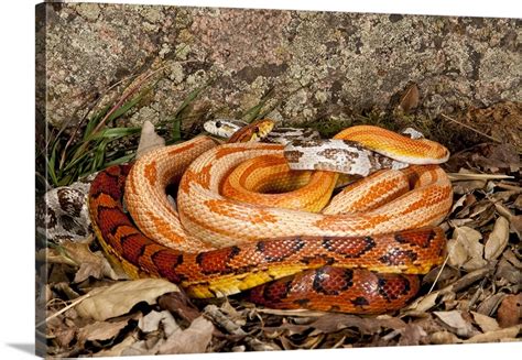 Multi Color Phase Corn Snakes, Elaphe guttata, Native to Eastern US Wall Art, Canvas Prints ...