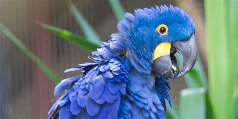 Hyacinth Macaw - Adelaide Zoo