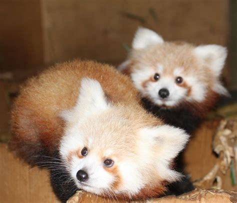 Red Panda Cubs at Hamilton Zoo in New Zealand Are Crazy Cute - Softpedia