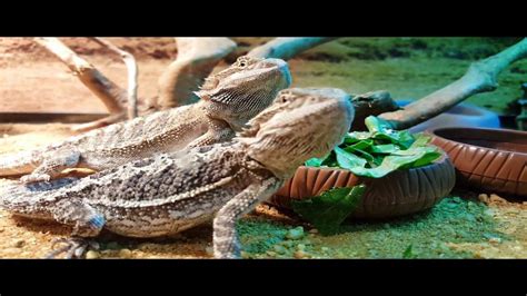 Bearded Dragons Love Their Collard Greens - YouTube