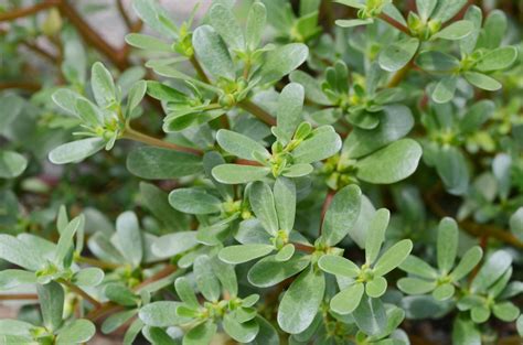 10 Surprising Purslane Benefits - Earth.com - Earthpedia