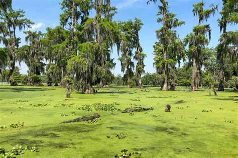 How to visit the bayou and swamps in Louisiana - Urbaine City