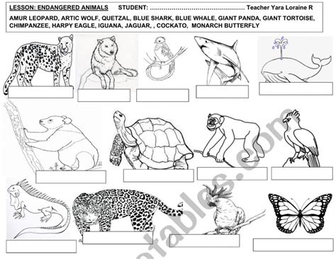 English worksheets: ENDANGERED ANIMALS