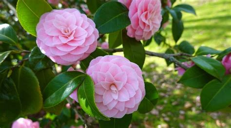 Do Camellias Like Full Sun, Partial Shade or Full Shade?