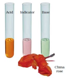 Class 7th Science Ch 5 ( Acids, Bases and Salts) Revision Notes