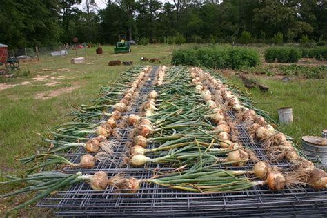 Harvesting Onions - Garden.org