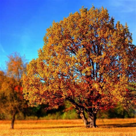 30 Boxelder Maple Seeds Box Elder Maple Tree Seeds for Planting Acer ...