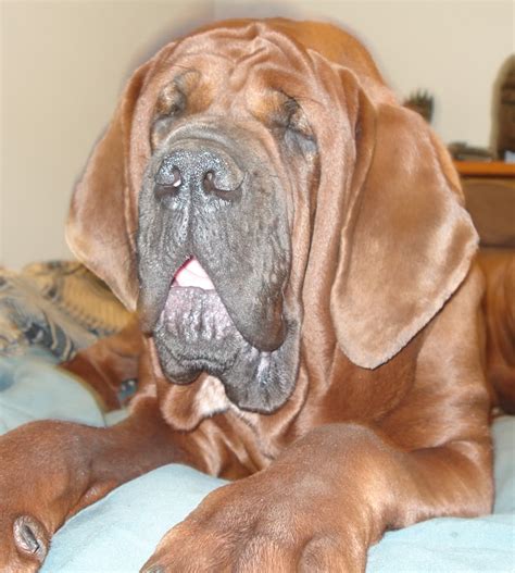 Korean Mastiff dog face photo and wallpaper. Beautiful Korean Mastiff dog face pictures