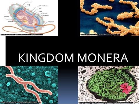 Kingdom Monera Archaebacteria - Umi Soal