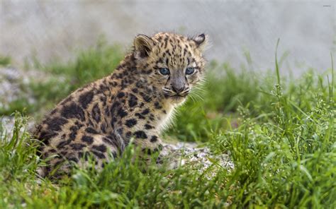 Snow leopard cub wallpaper - Animal wallpapers - #44354