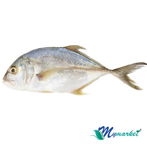 Ikan Nyok Nyok (1 Ekor) 800gm-900gm – My Market