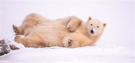 Surprising Polar Bear Facts About the King of the Arctic - swedbank.nl