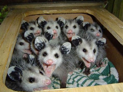 Interesting Possum Pictures and Facts | Animal Wildlife