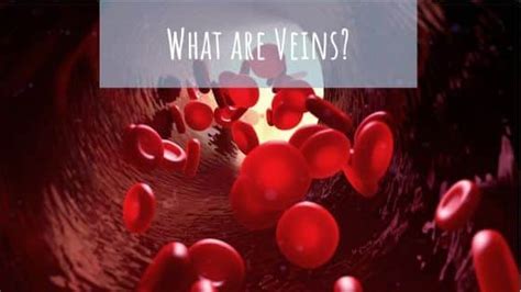 What are Veins? - Summit Skin Care