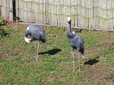 The Online Zoo - White-naped Crane