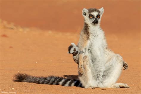 Lemurs of Madagascar - Africa Geographic