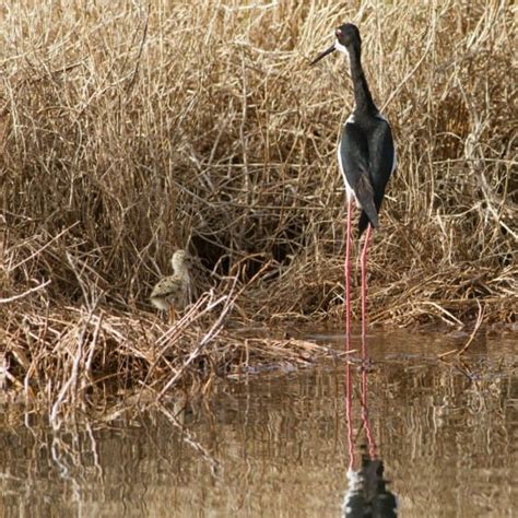 'Ae'o ~ Hawaiian Stilt - Kaelepulu Wetland