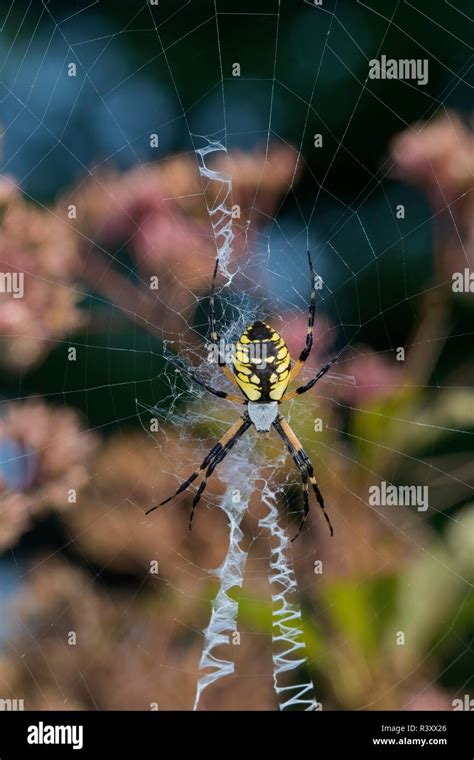 Black and Yellow Argiope spider (Argiope Aurantia) Marion County ...