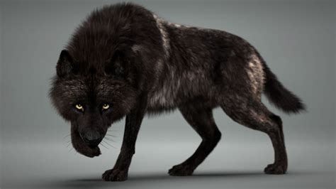 Black Timber Wolf (Fur) Rigged - CGHero