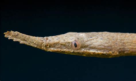 The 10 Ugliest Snakes In The World - A-Z Animals