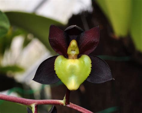 Pack of 4 Catasetum Varieties (SPECIAL!!!) - The Orchid Patio