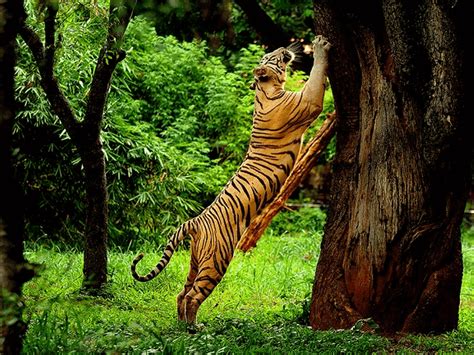 Top 10 Wildlife Sanctuaries In Kerala To Visit In 2024 – Iris Holidays