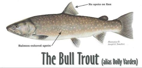 Bull trout - Alchetron, The Free Social Encyclopedia