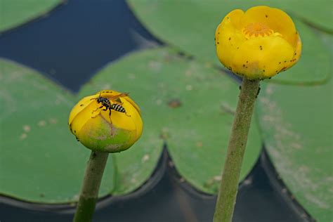 Nuphar lutea