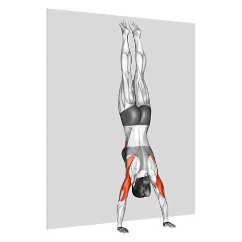 Handstand Push Up: Benefits, Muscles Worked, and More - Inspire US