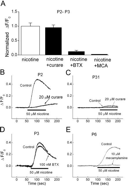 Effects of nicotinic acetylcholine receptor (nAChR) antagonists on ...