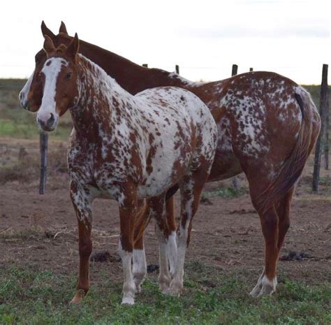 Heavy snowflake Appaloosa markings | Appaloosa horses, Most beautiful ...