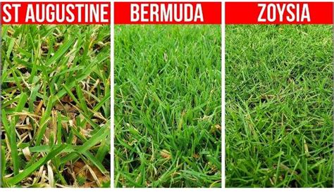 How to Fix Lawn with Different Types of Grass - Gardenic Home