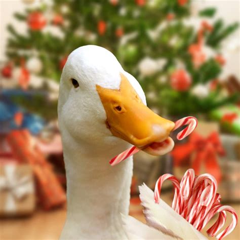 Aflac Duck | Aflac duck, Cute little animals, Merry christmas quotes