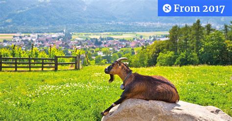 The Swiss Alps Seem Quaint Until You Learn the Truth About Their Residents - World News ...