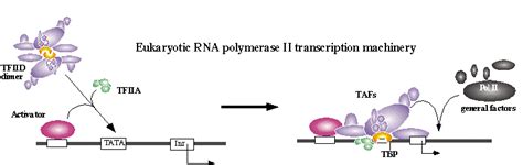 Eukaryotic RNA polymerase II transcription machinery (from the... | Download Scientific Diagram