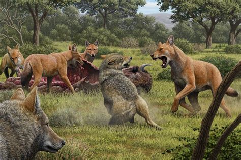 The dire wolf was a distinct species, different from the gray wolf, biologists discover | UCLA