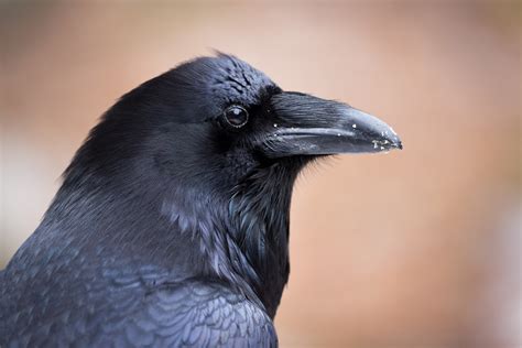 Raven Eggs