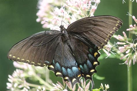 Eastern Tiger Swallowtail, Female Photograph by Callen Harty