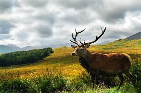 Scottish Stag | White framed art, Wildlife, Canvas art prints