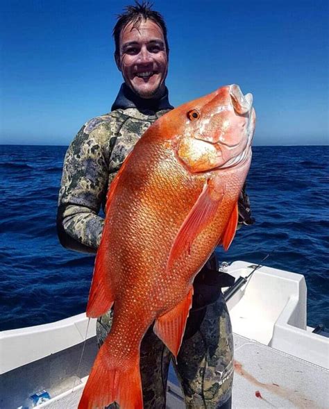 Scott’s Species – red emperor, a fish worthy of the throne – Recfishwest