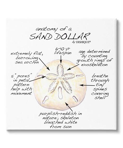 Stupell Industries Dishique Sand Dollar Anatomy Diagram Wall Art in ...