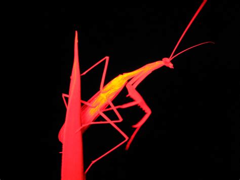 Red Praying Mantis | was taken at night with a blocked flash… | fiffandas | Flickr