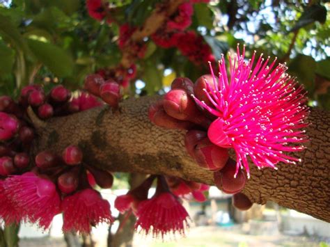 "My Journey - For His Glory": The Rose Apple Tree...