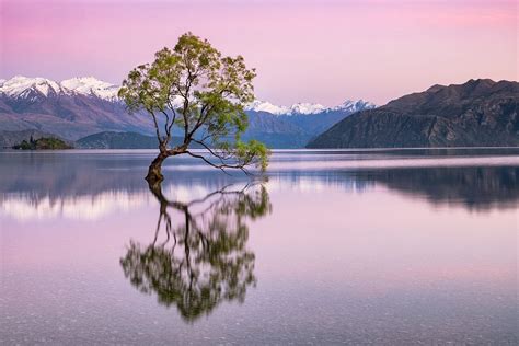 Visiting The Iconic Wanaka Tree