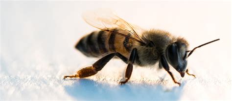 Honeybee nutrition might be key to healthy populations - AgriLife Today