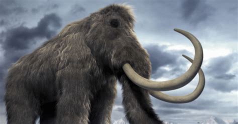 Woolly Mammoth Clone Is Now Possible, Say Scientists | HuffPost Canada