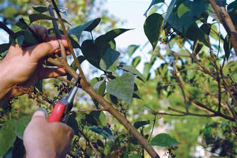 How to Prune Lilacs - FineGardening