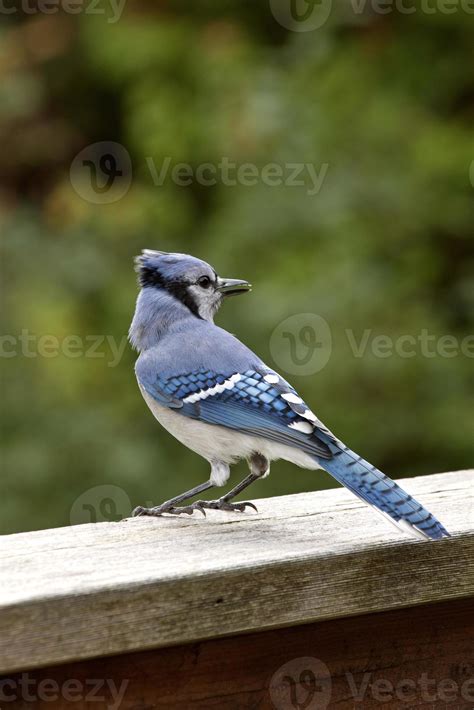 Blue Jay at feeder 5436320 Stock Photo at Vecteezy