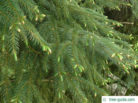 Sitka Spruce | Picea sitchensis