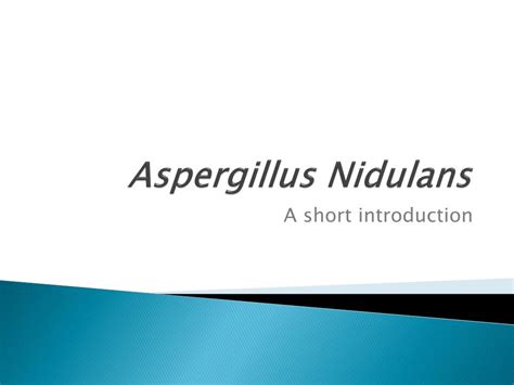 PPT - Aspergillus Nidulans PowerPoint Presentation, free download - ID ...